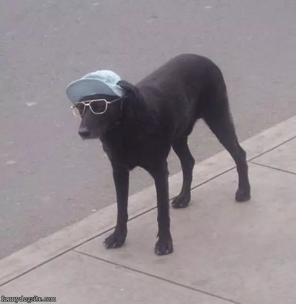 Cool Dog Is Cool