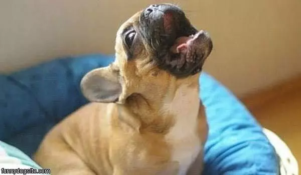 Singing Dog