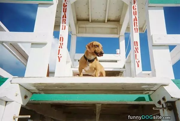 Lifeguard
