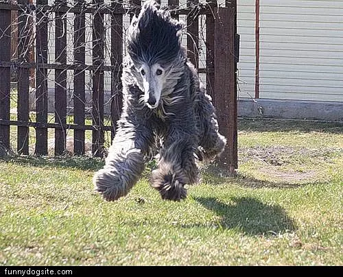 Running Floppy Dog