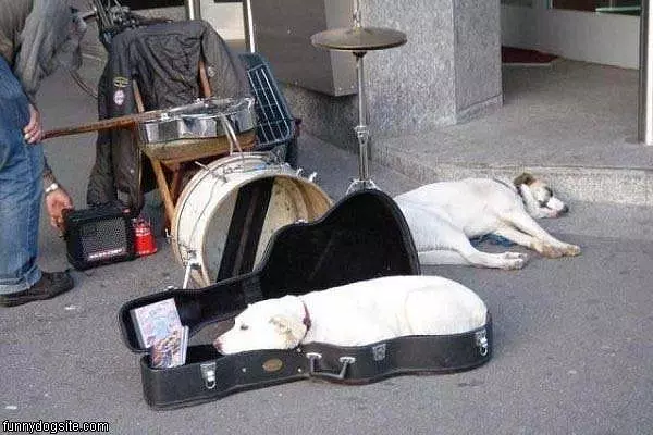 Guitar Dog