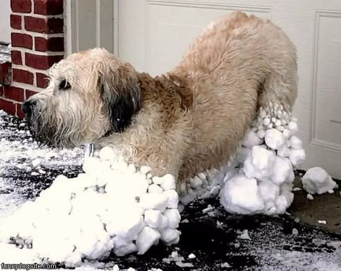 All Snowy Dog