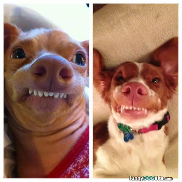 Derrrpppy7
