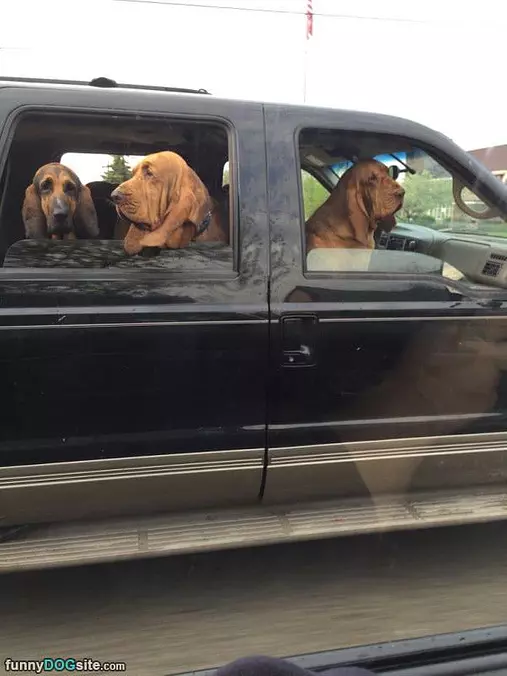 Full Of Dogs