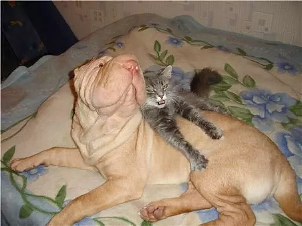 Also Makes A Good Bed