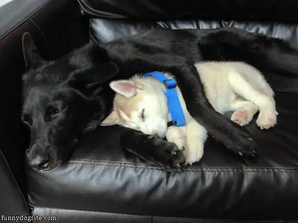 Cuddled Up