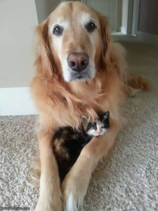 We Are Buddies