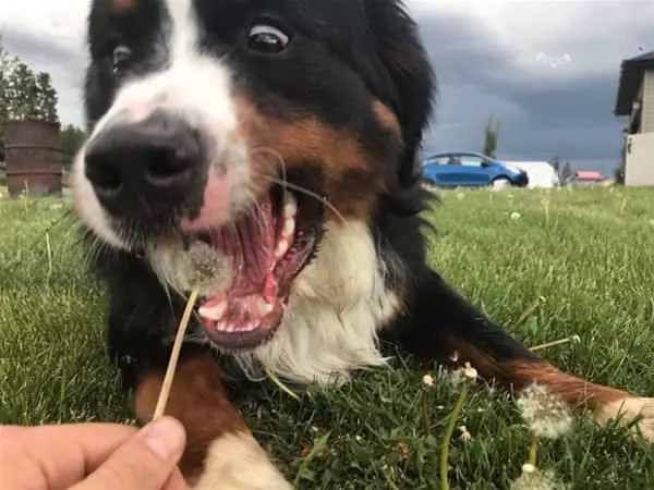 Let Me Eat It