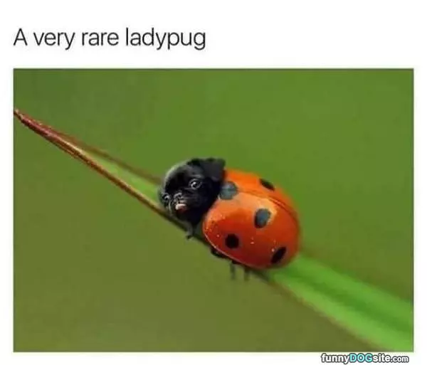 Ladypug