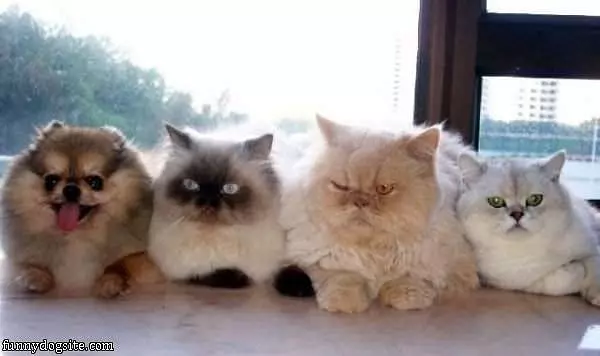 An Imposter