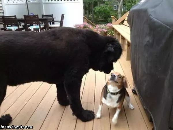 Please Dont Eat Me