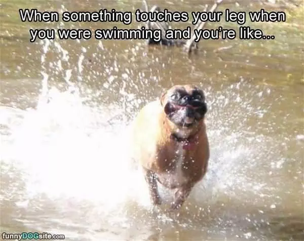 Something Touches Your Leg