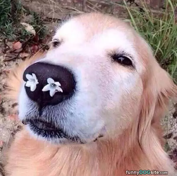 Flowers Man