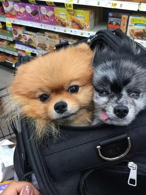 Couple Of Dogs In A Bag