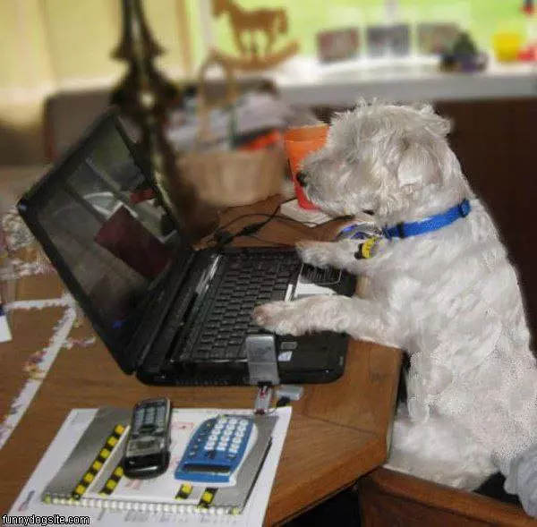 Surfing The Web