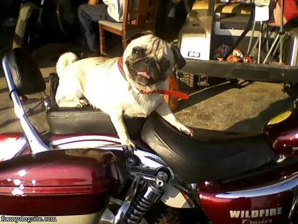 I Want To Ride