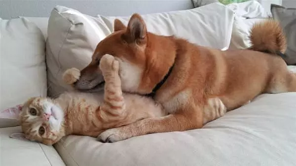 Give Me A Kiss