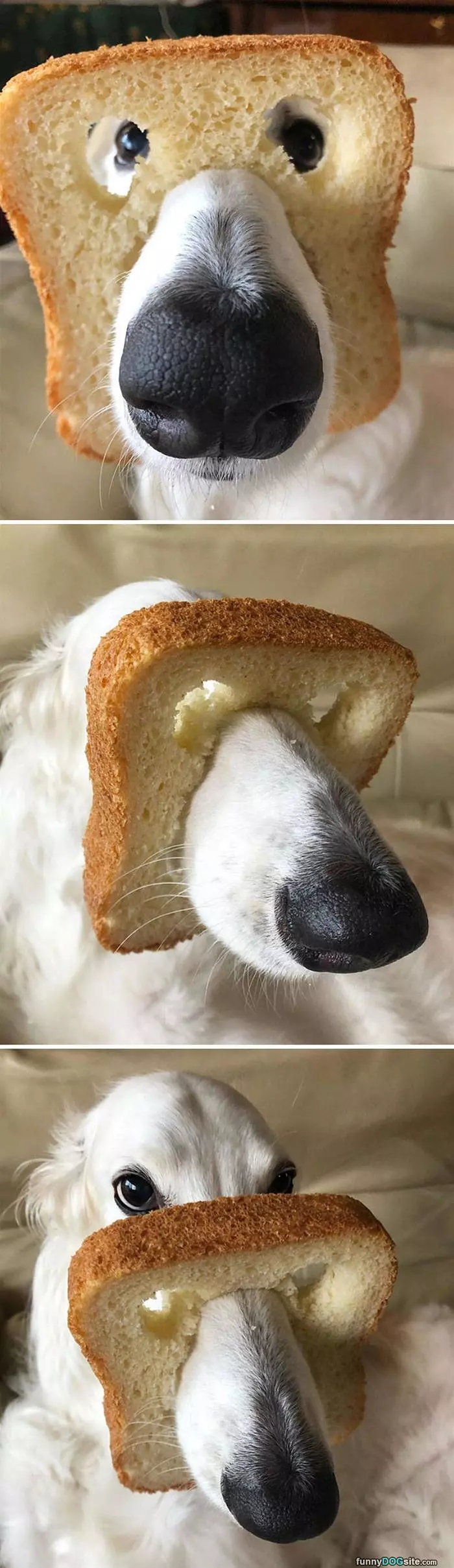 In Bread Dog
