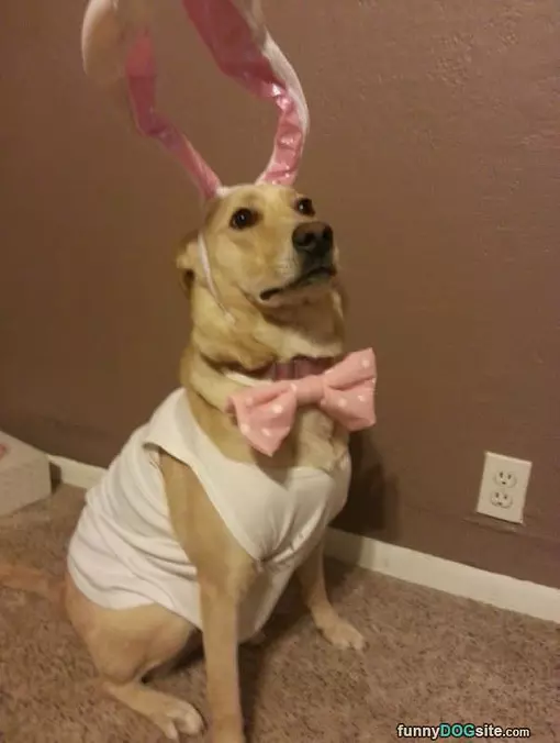 I Am A Bunny Lol