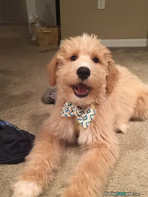 Super Duper Fluffy