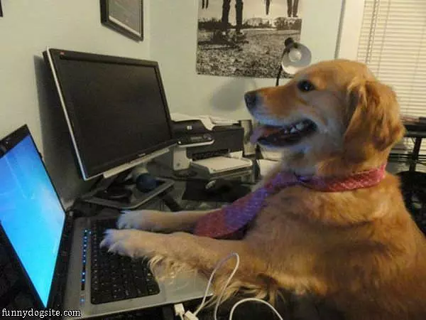 Serious Business Dog