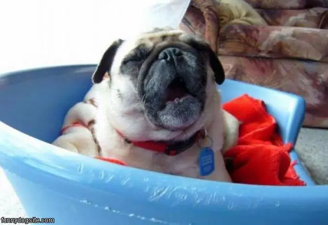 Singing Dog