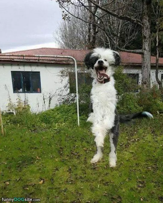 Jumping For Joy