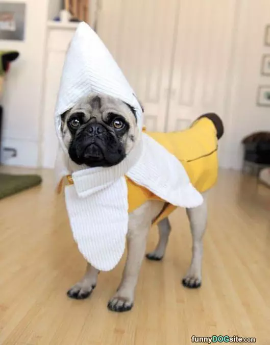 Pugnana