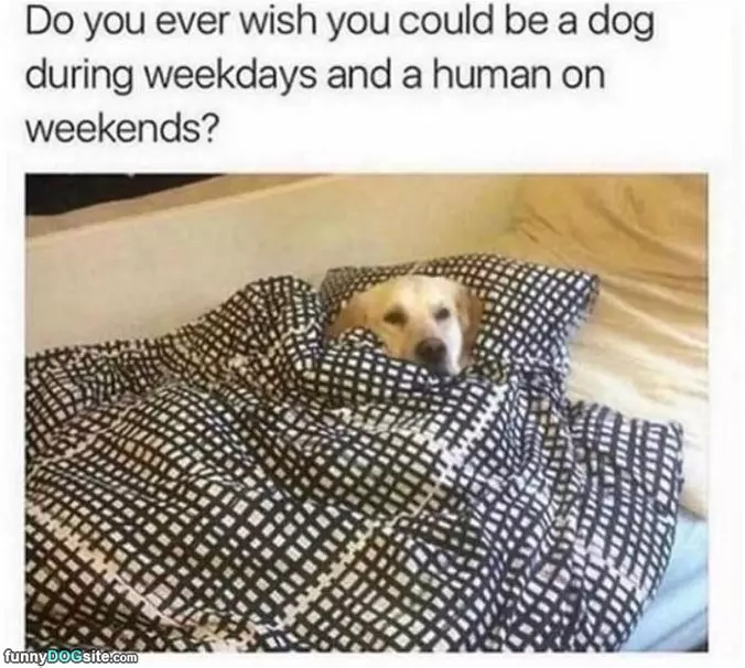 Do You Wish