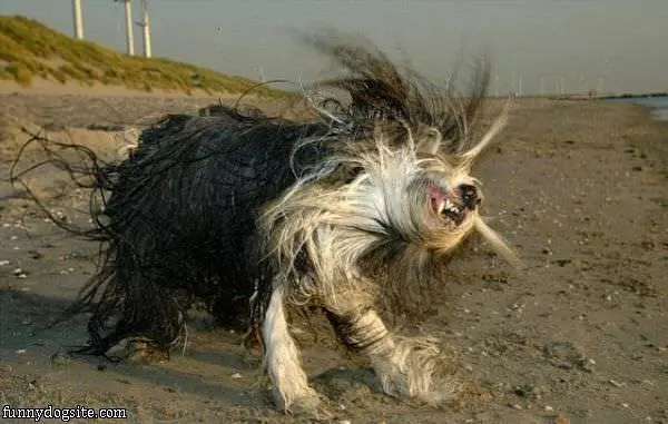 Shake It Off