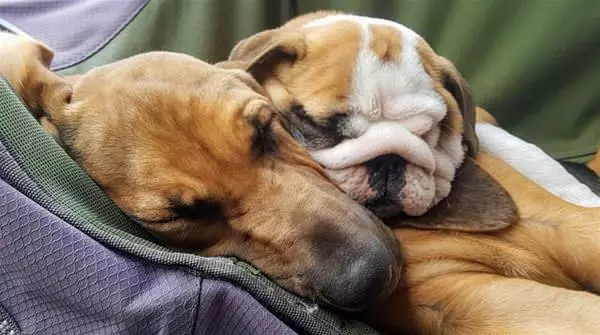 We Nap Together