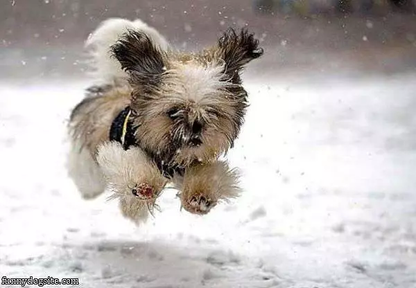 Running Free