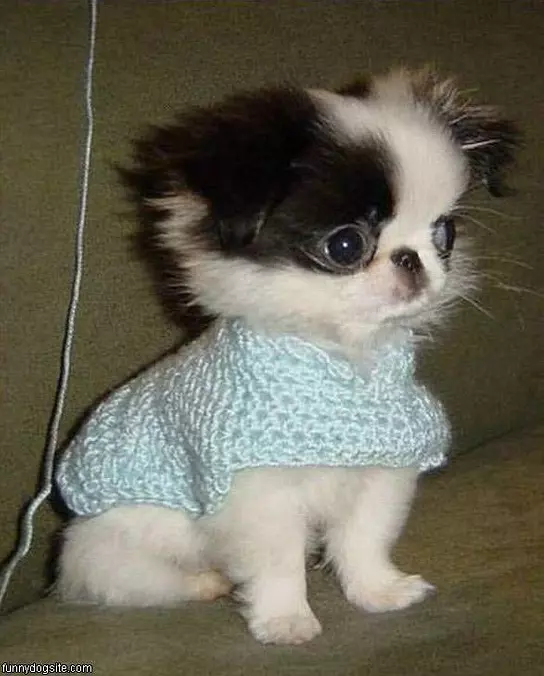Nice Cape