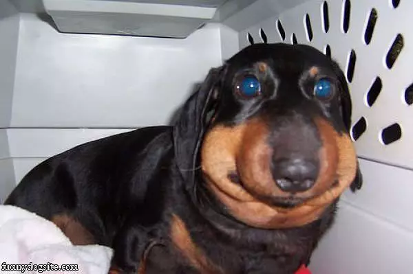 Pudgy Face