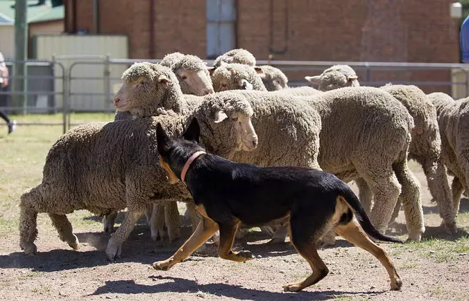 Working Kelpie