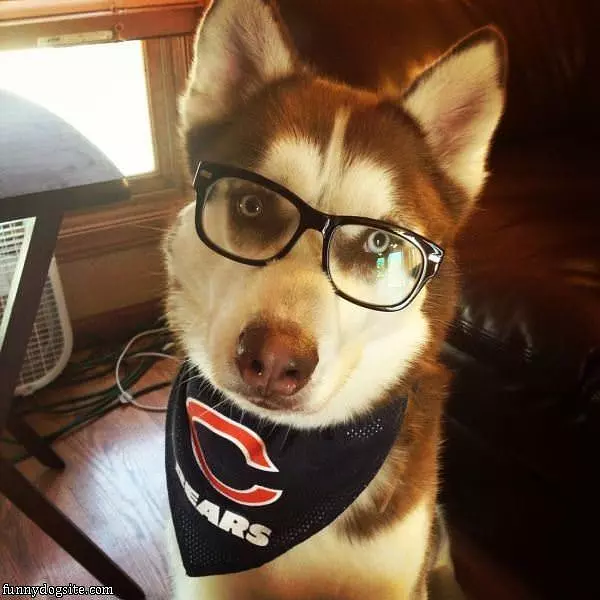 Chicago Bears Fan