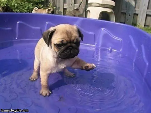 Splish Splash