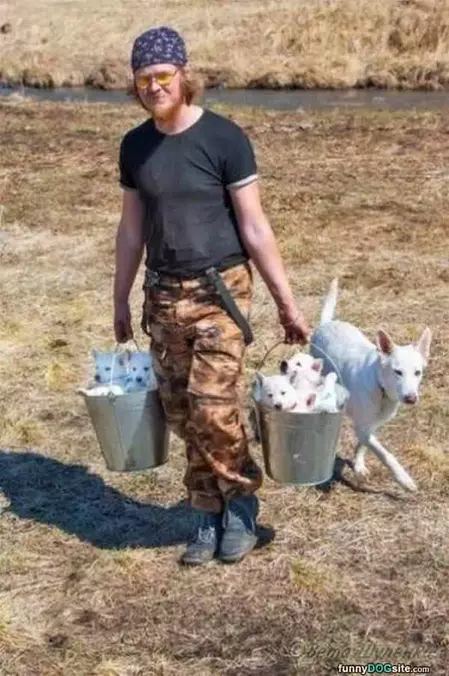 Buckets Of Puppies
