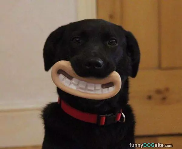 Woofies Time