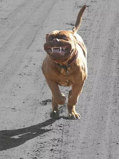 Happiest Dog Ever