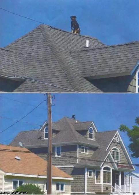 Get Down From There Dog