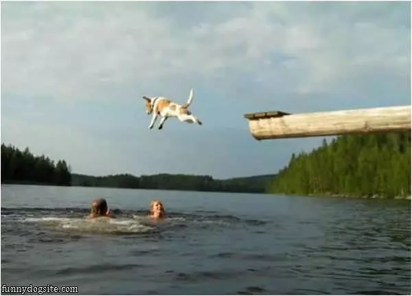 The Doggie Dive
