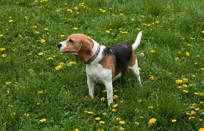 American Foxhound