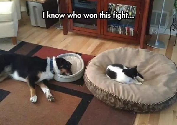 Who Won This Fight