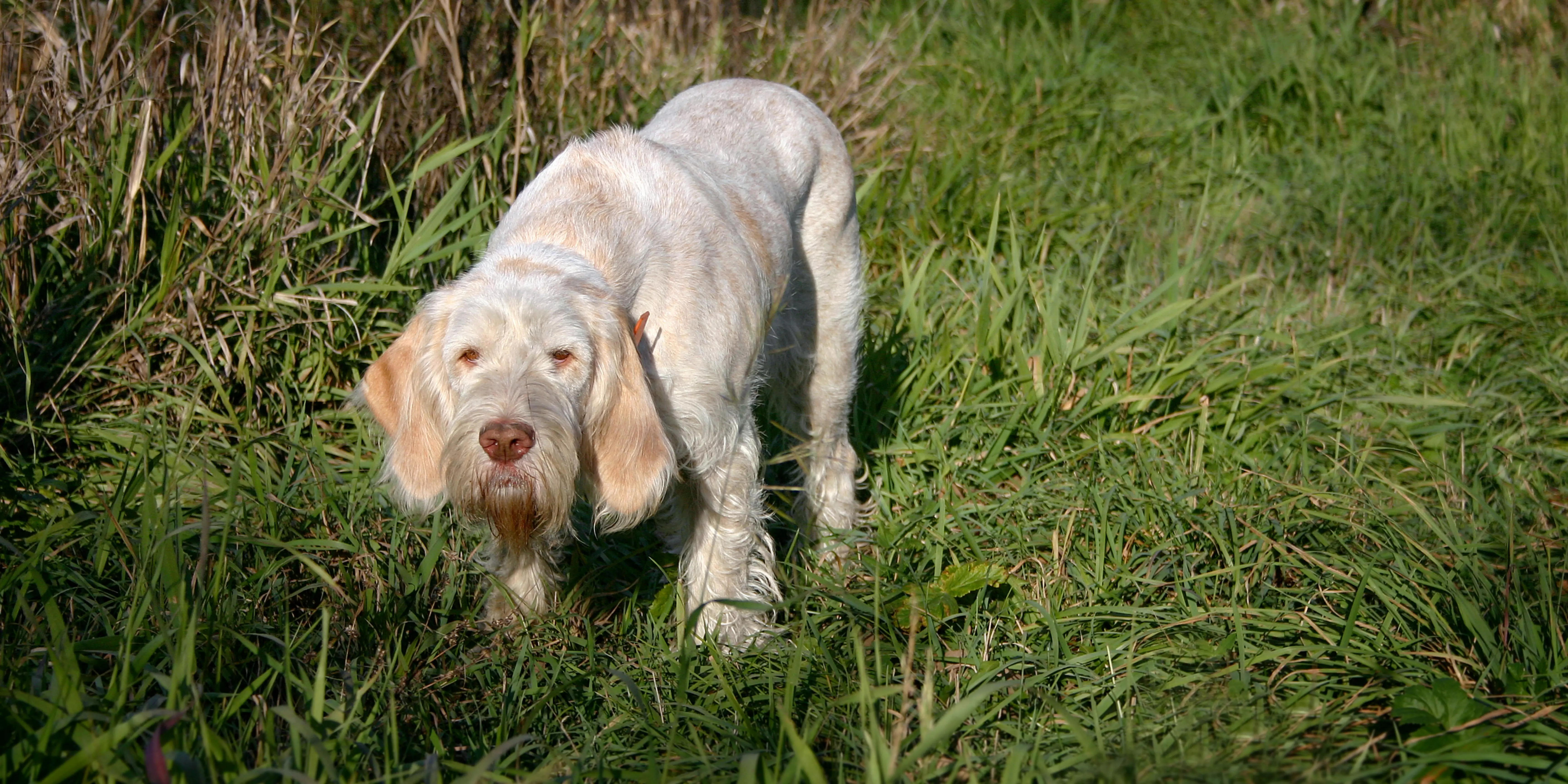 Spinone Italiano