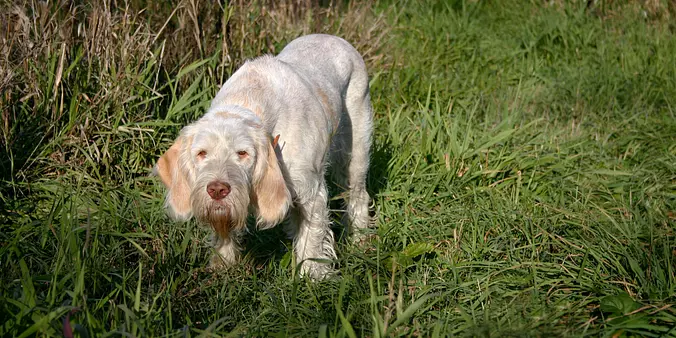 White Spinone Italiano