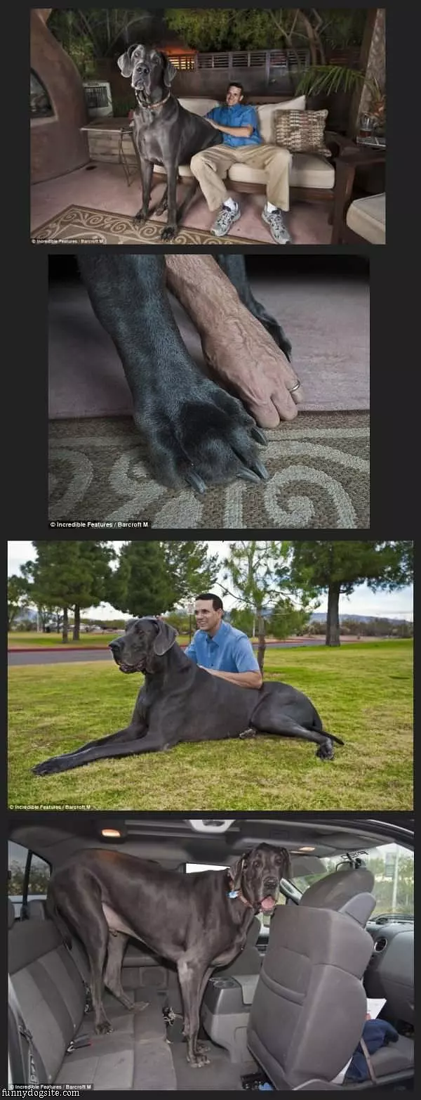 Thats A Huge Dog