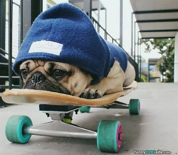 Skateboard Dog