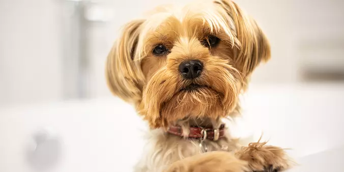 Yorkshire Terrier in Bath