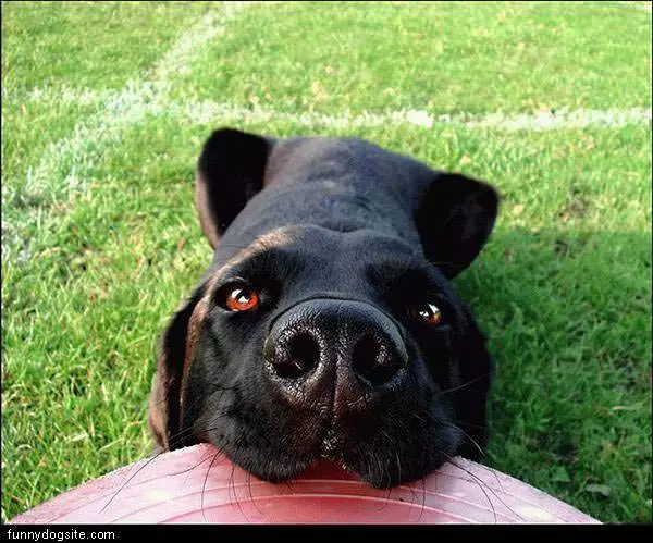 Frisby Face